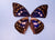 Dazzling & Colorful  "Real" Butterfly Wings - (2) Sets for $4.99