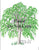 Willow Tree Pattern