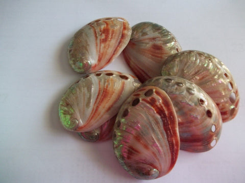 Beautiful "Miniature" Abalone Shells