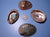 Beautiful "Miniature" Abalone Shells