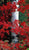 "RED ASPEN TREES IN AUTUMN" DVD Gourd Class