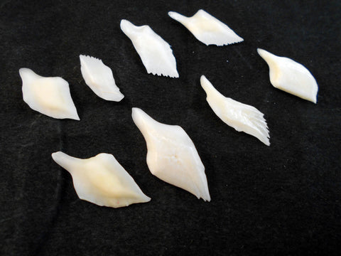 "New In Stock" - White Gar Fish Scales