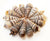 "Zebra Conch Shells" - Awesome!