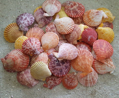 Beautiful Pectin Nobili's Seashells - (16) Shells